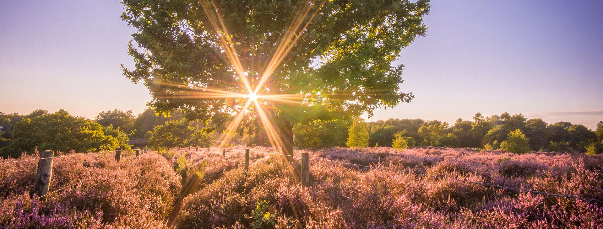 Ein Heidefeld auf dem ein Baum steht hinter dem die Sonne durch scheint