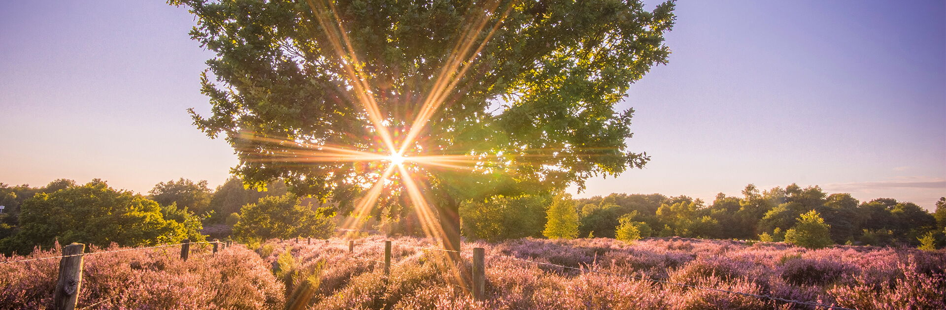 Eine Wiese mit vielen Heideblumen und einem Baum durch den die Sonne scheint