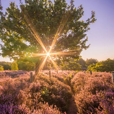 Eine Wiese mit vielen Heideblumen und einem Baum durch den die Sonne scheint